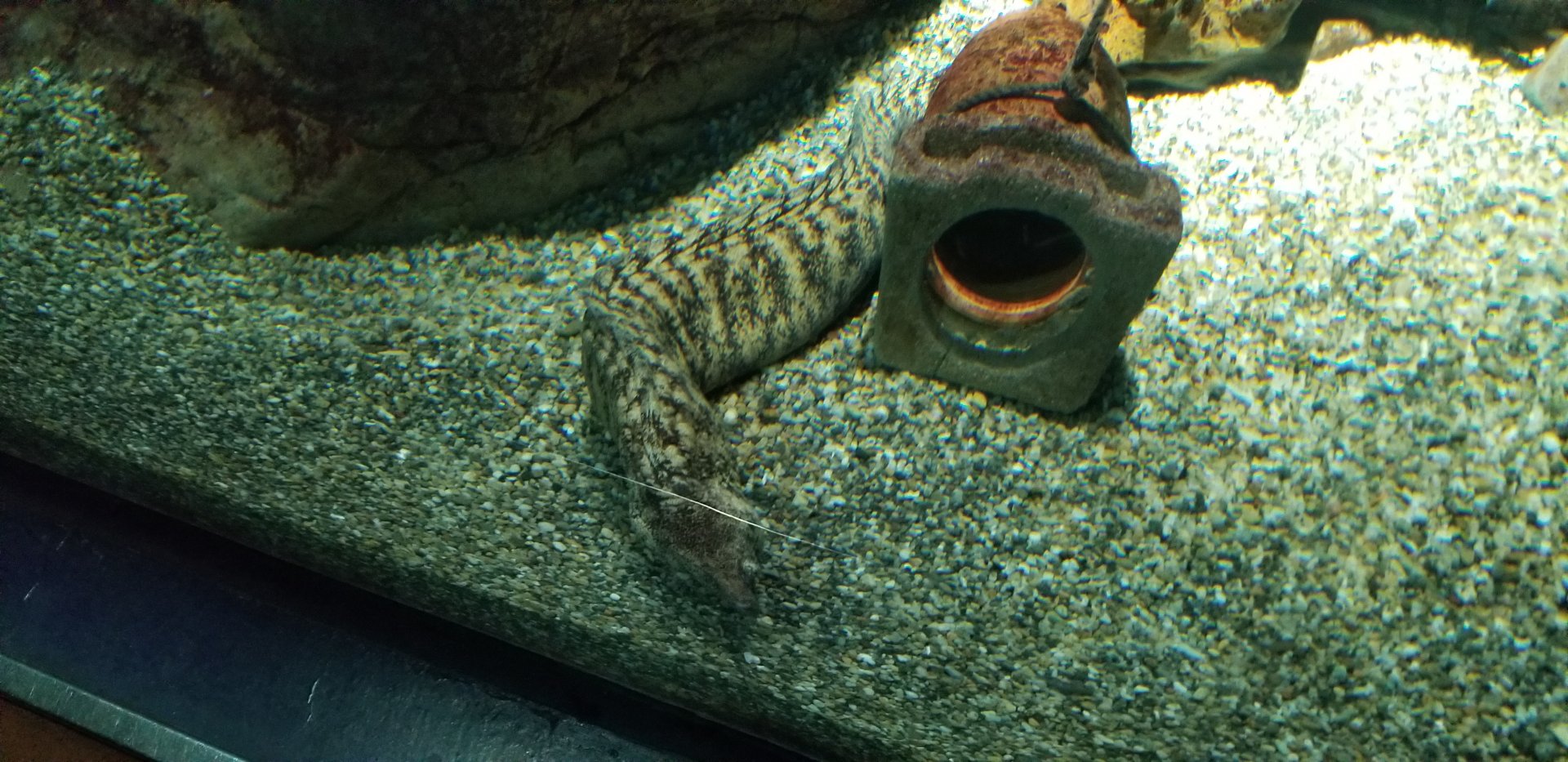 Kidako Moray