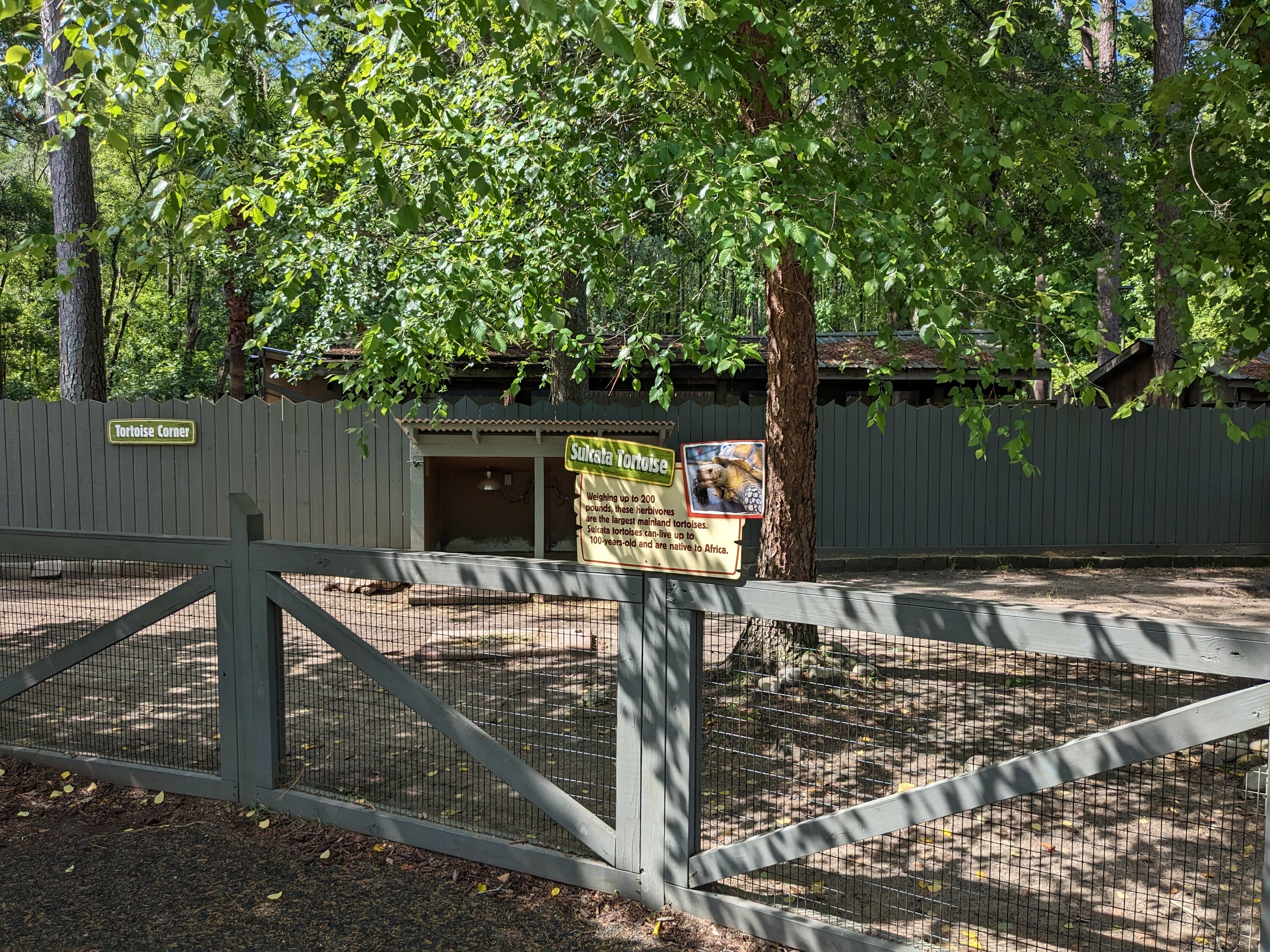 Kiddie area - sulcata tortoise
