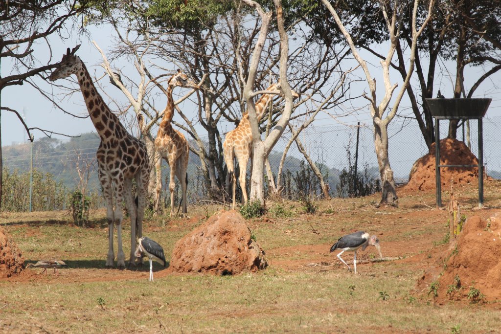 Kidepo exhibit - Rothschild's Giraffes