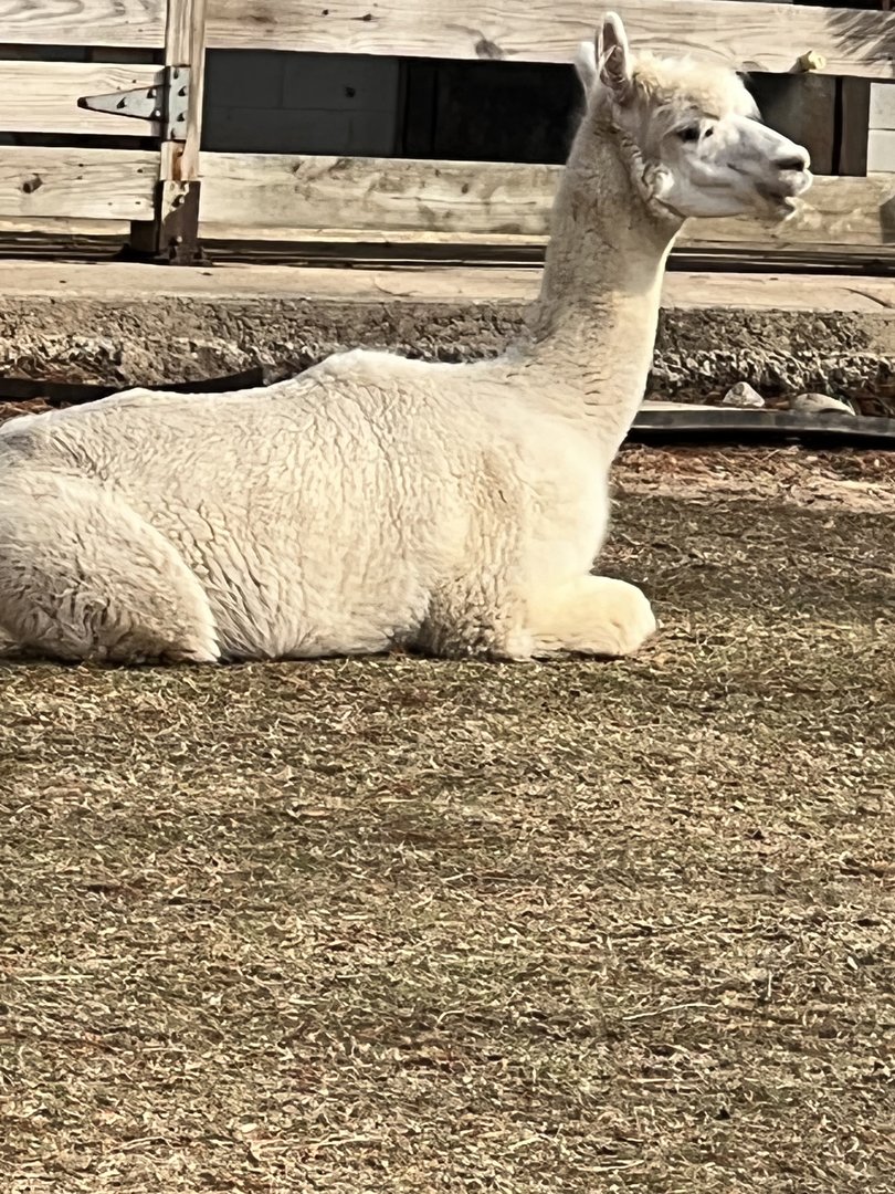 Kids Farm- Alpaca- Cirrus