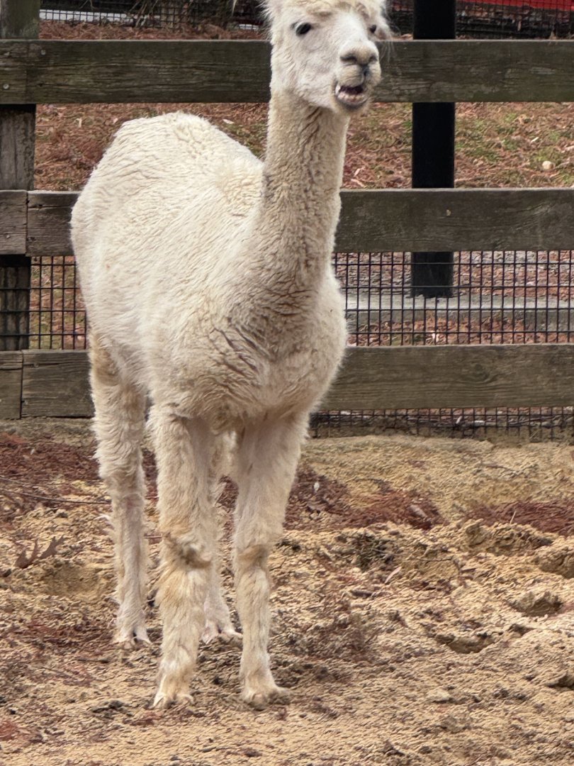 Kids Farm- Alpaca- Cirrus