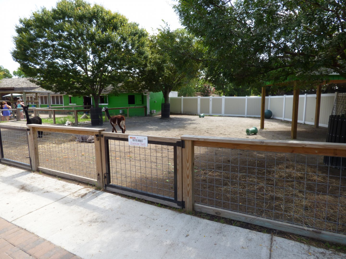 Kids Farm - Alpaca Exhibit