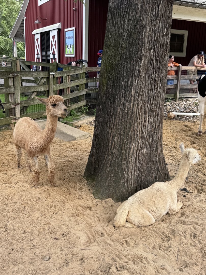 Kids Farm- alpaca- Orion- Cirrus