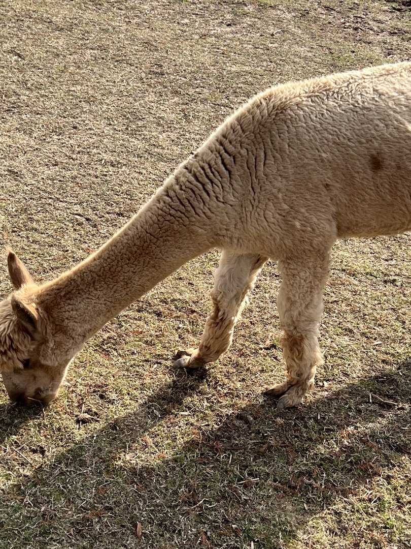 Kids Farm- Alpaca- Orion