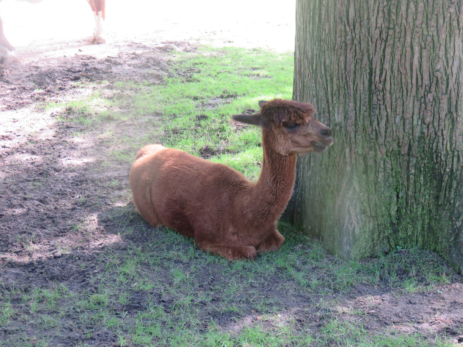 Kids Farm - Alpaca