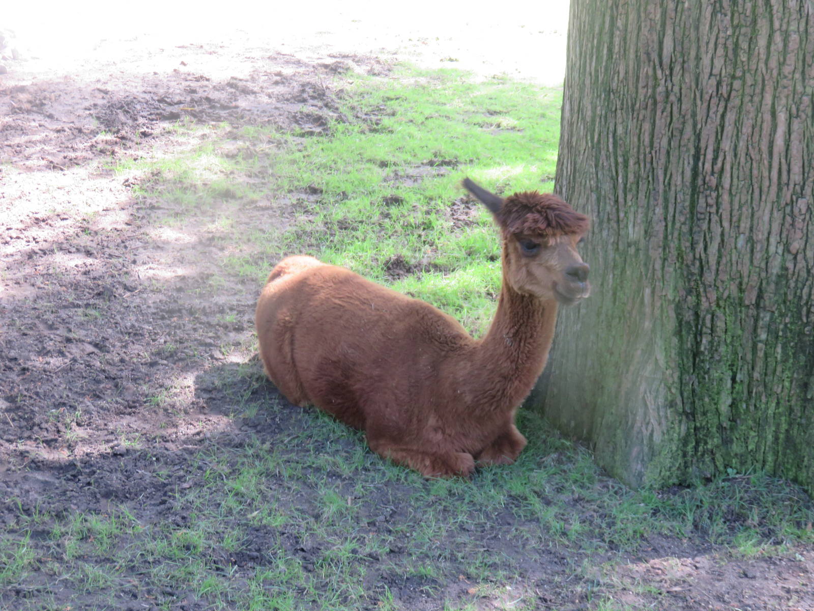Kids Farm - Alpaca