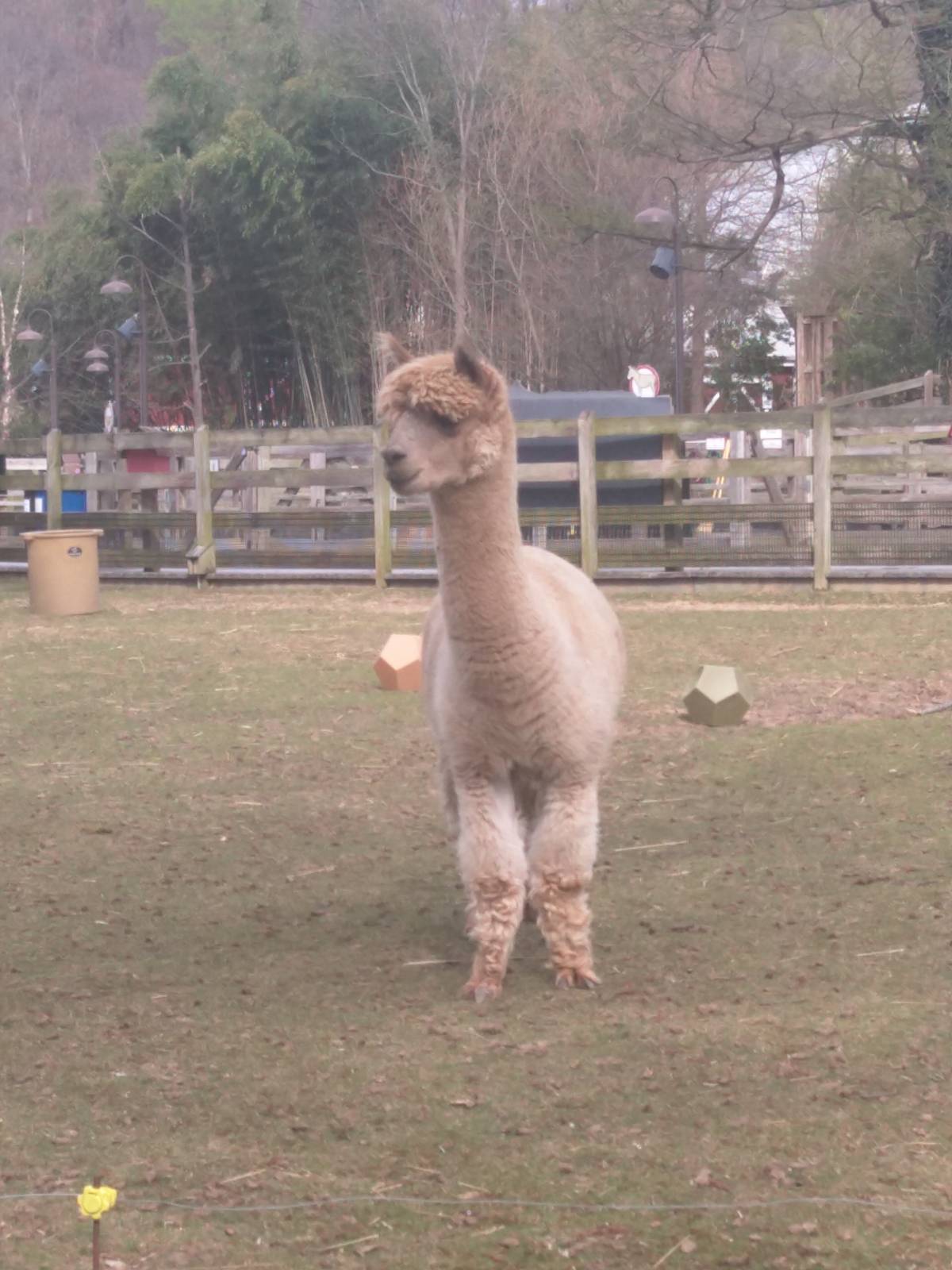 Kids Farm - Alpaca