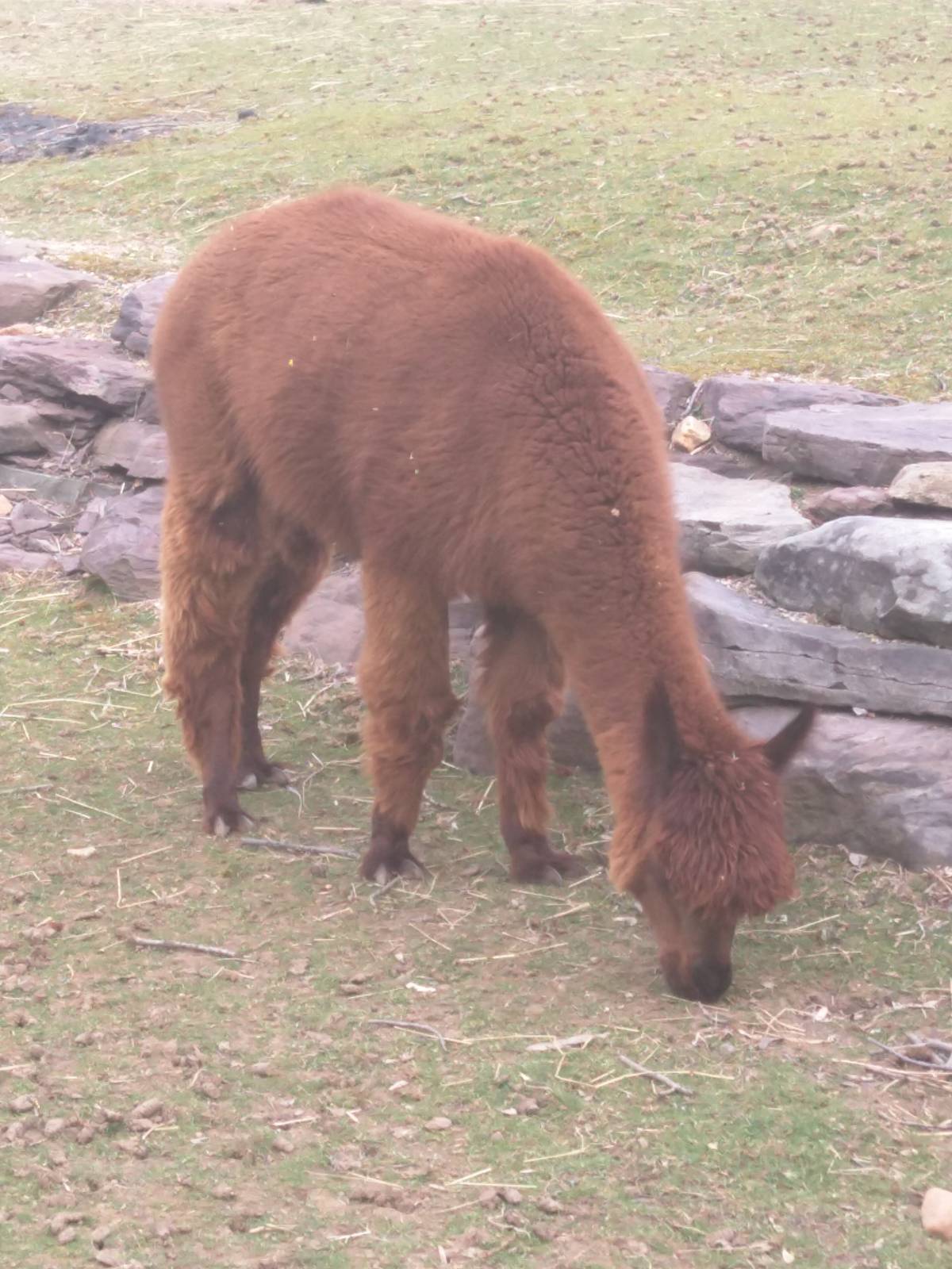 Kids Farm - Alpaca