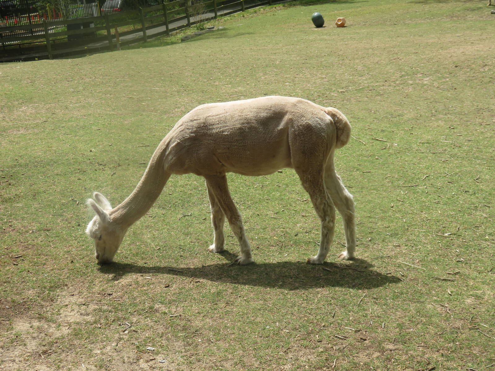 Kids Farm - Alpaca