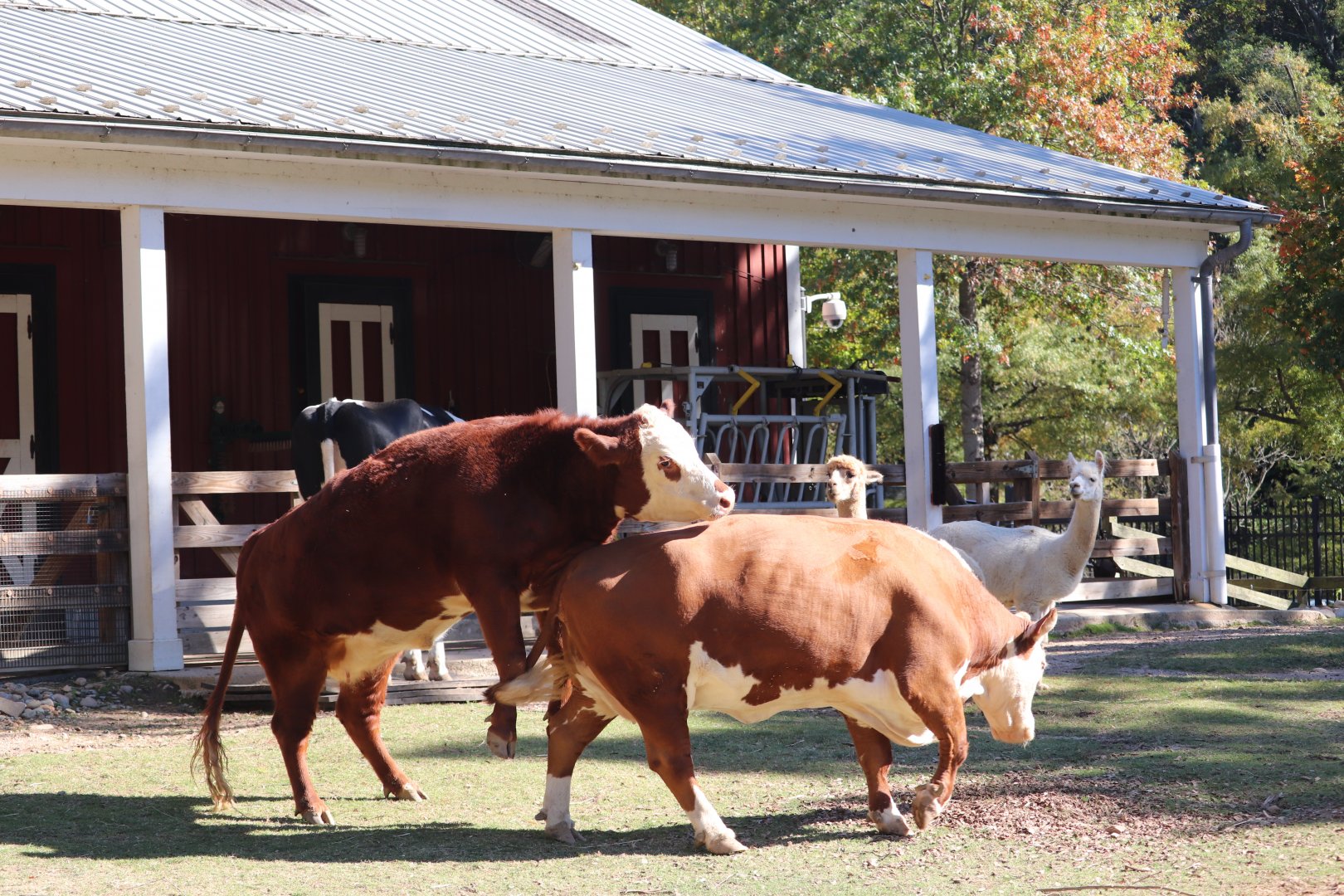 Kids Farm - Cow (Hereford, Holstein) - Alpaca