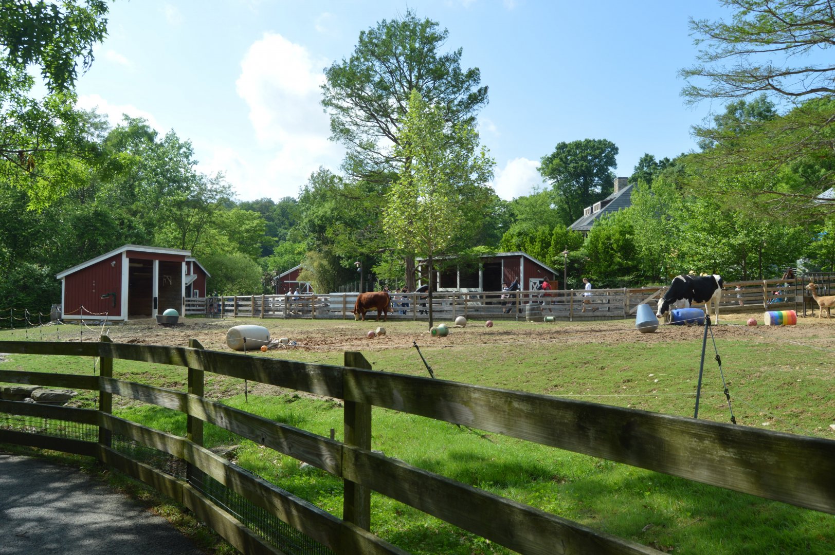Kids' Farm - Domestic Cattle (Bos taurus)