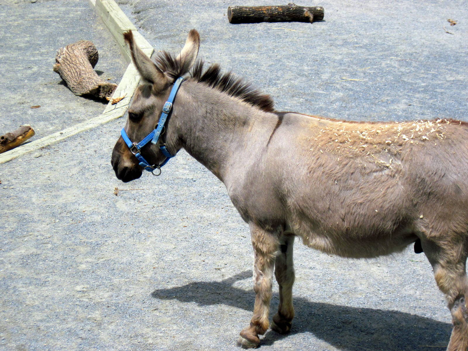 Kids' Farm-Donkey