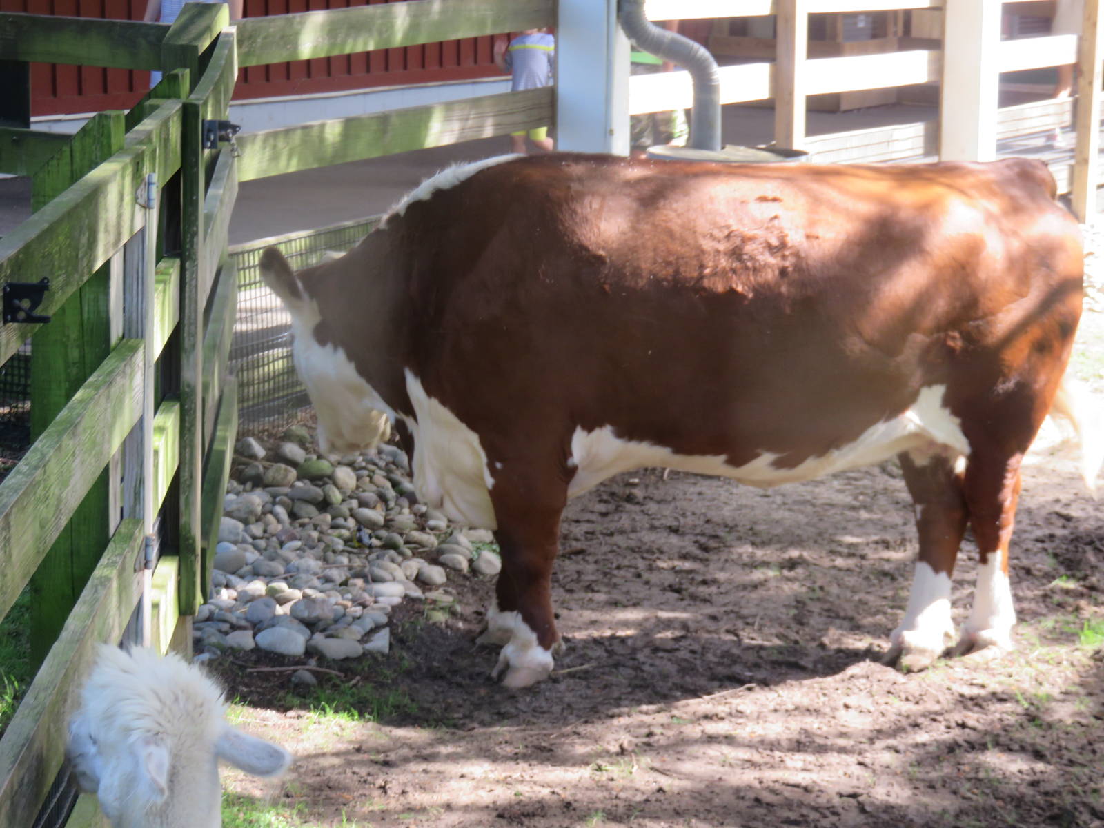 Kids Farm - Hereford Cow