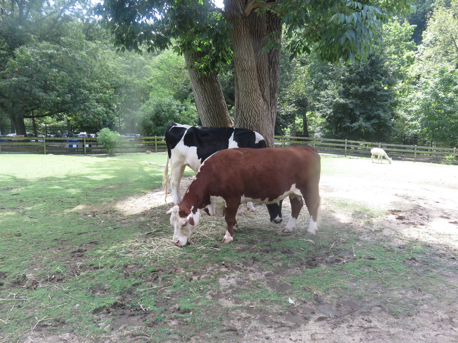 Kids Farm - Hereford - Holstein - Alpaca