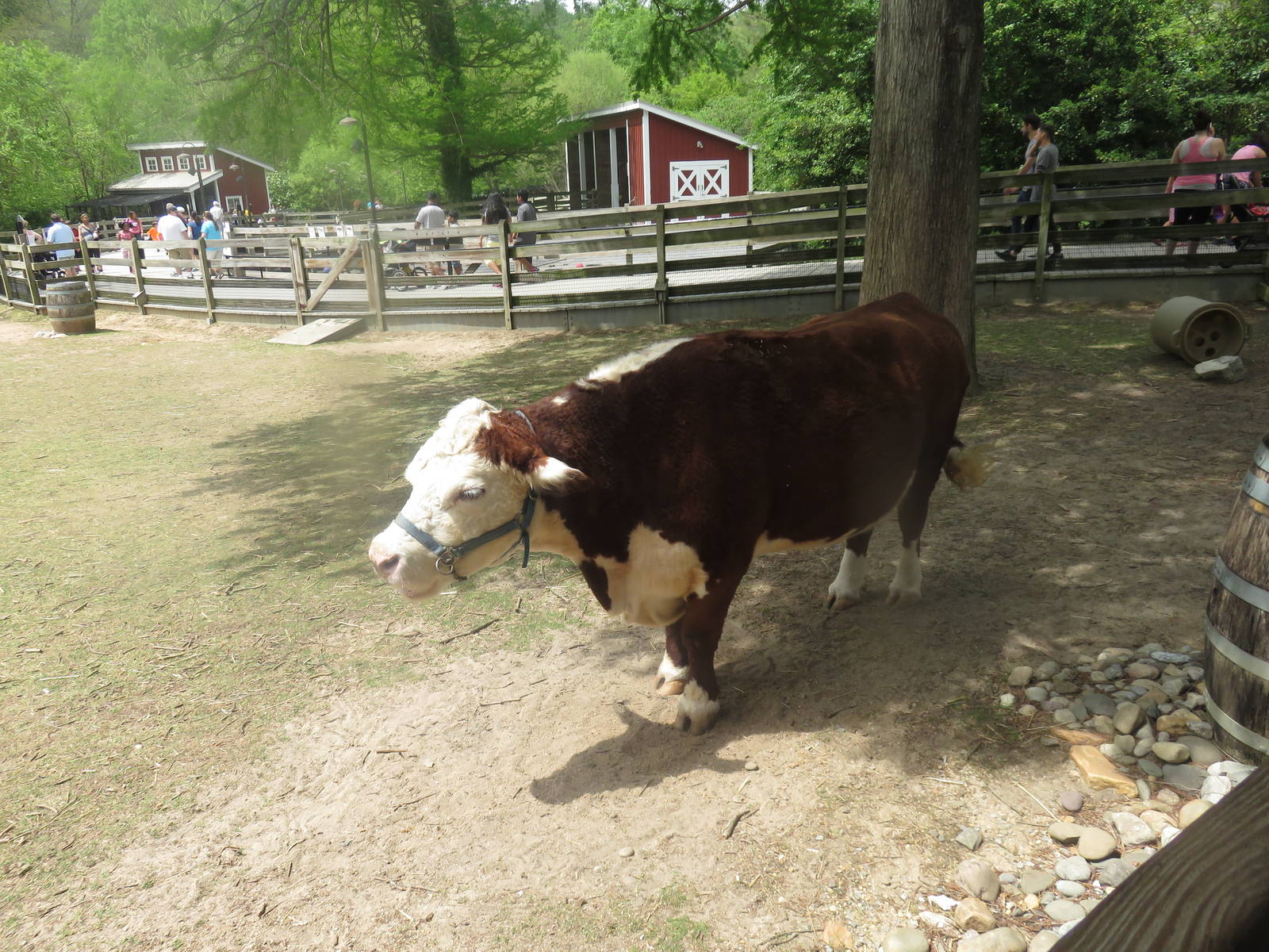 Kids Farm - Hereford