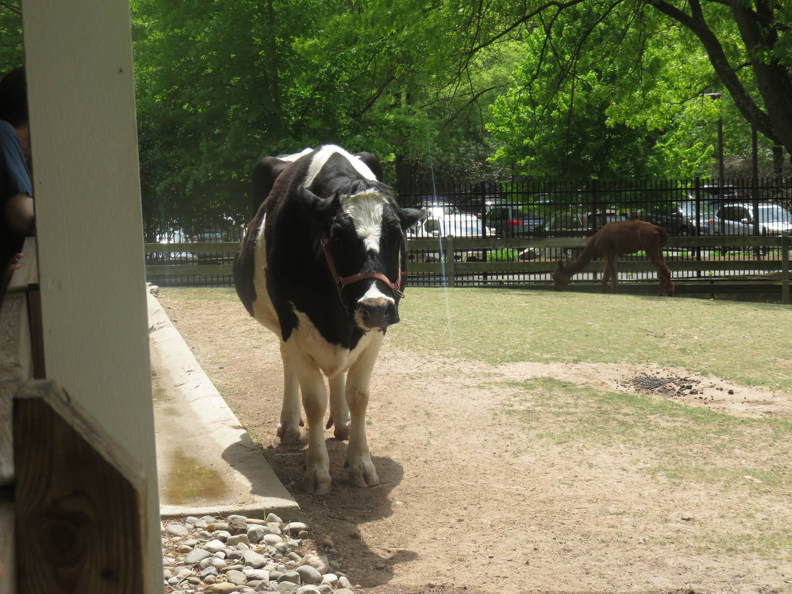 Kids Farm - Holstein - Alpaca