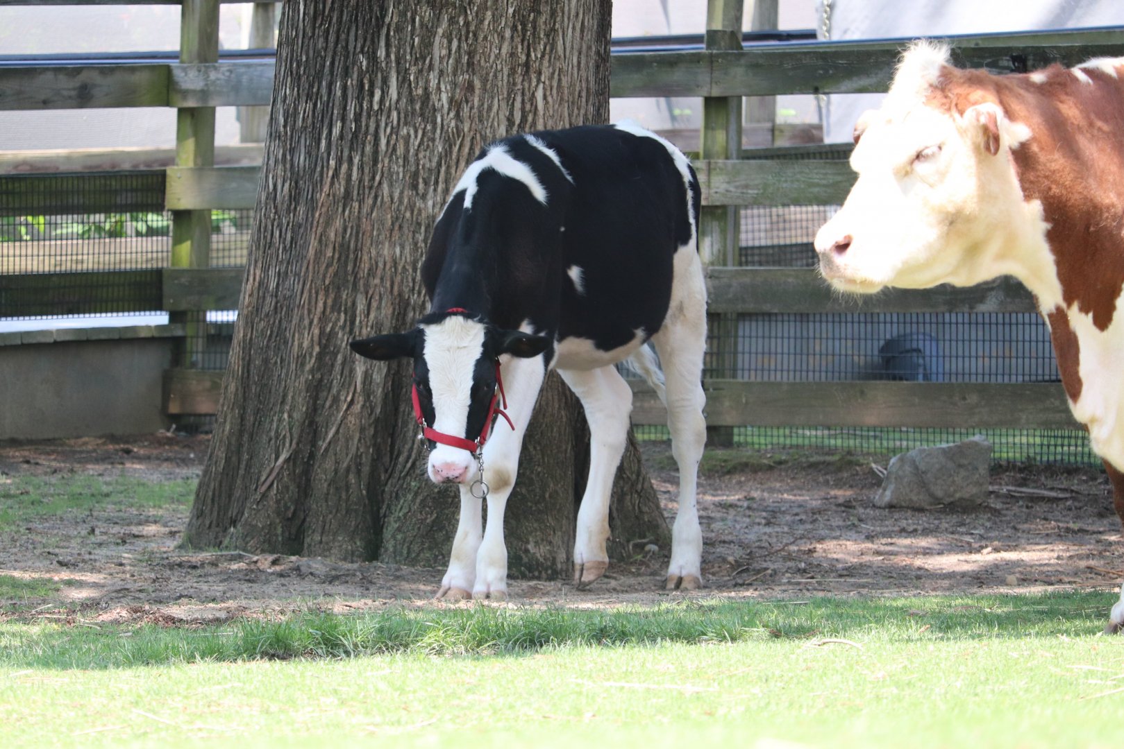 Kids Farm - Holstein Cow - Magnolia