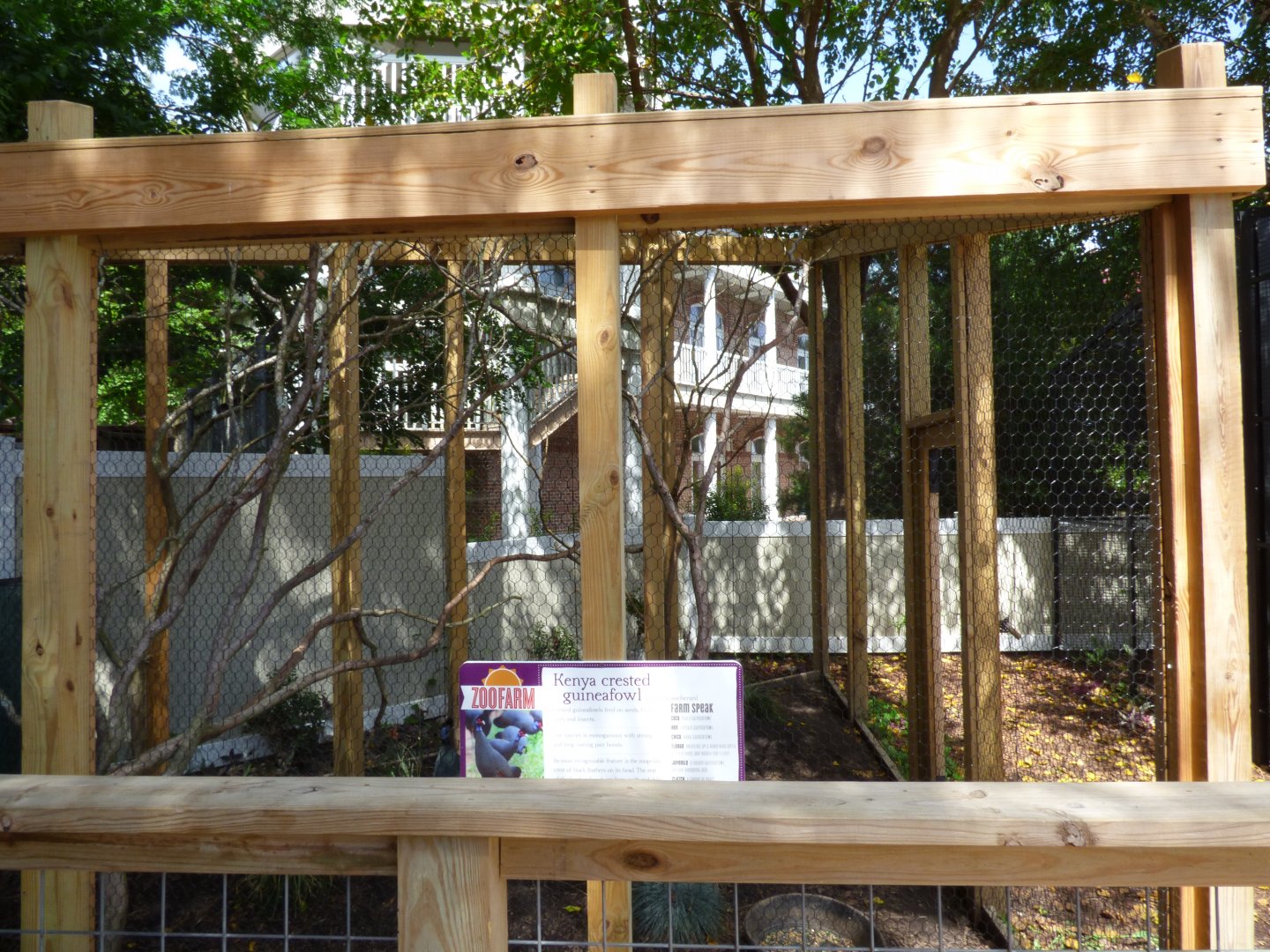 Kids Farm - Kenya crested guineafowl exhibit