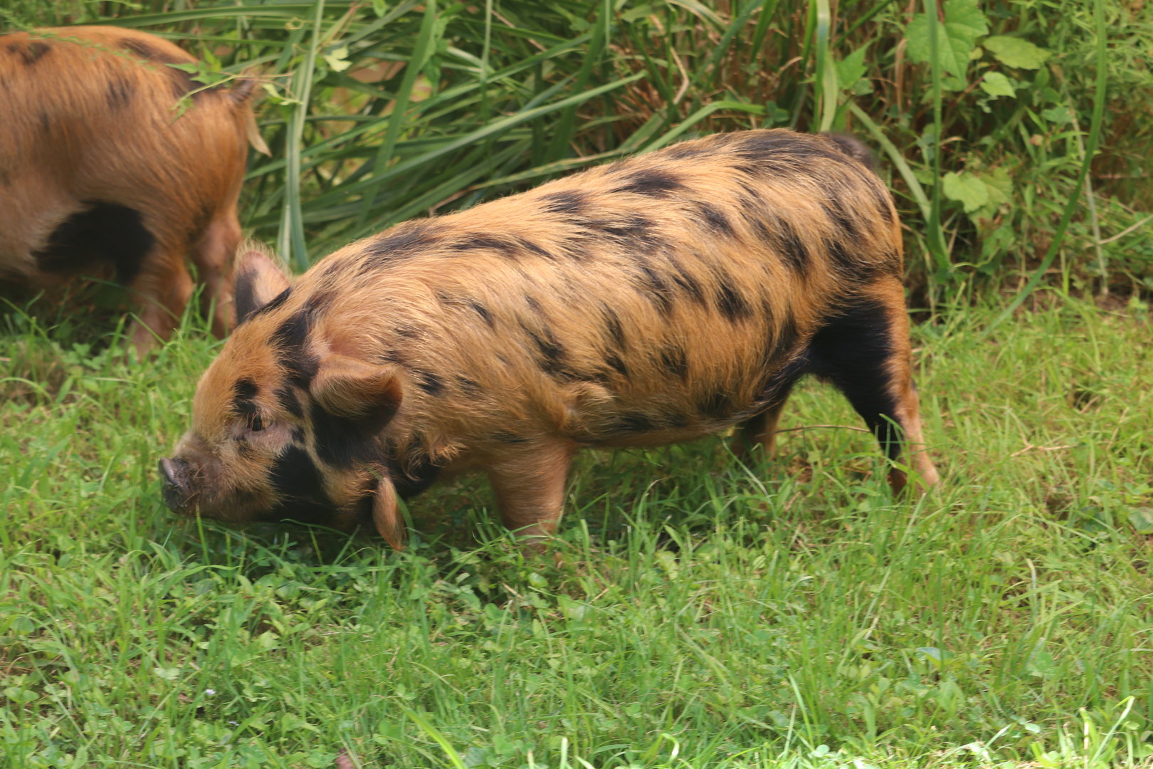 Kids Farm - Kunekune