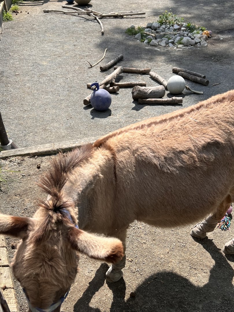 Kids’ Farm- Miniature donkey- Flash