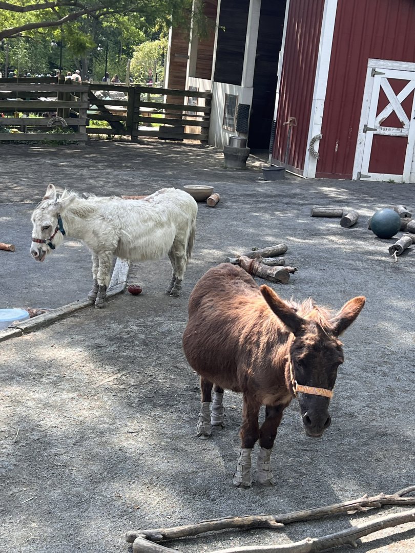 Kids’ Farm- Miniature Donkey- George- Pat
