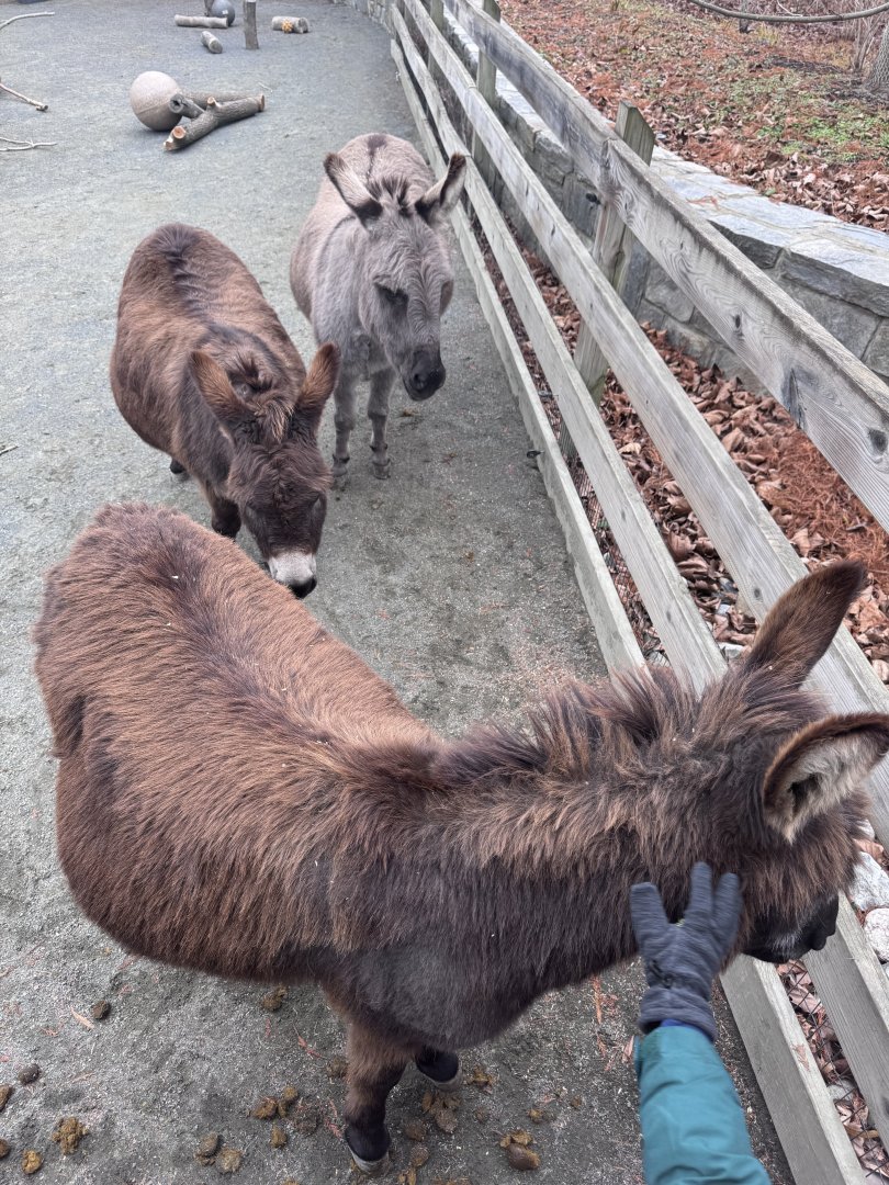 Kids farm- Miniature donkey- Pat- Giuseppe- Flash