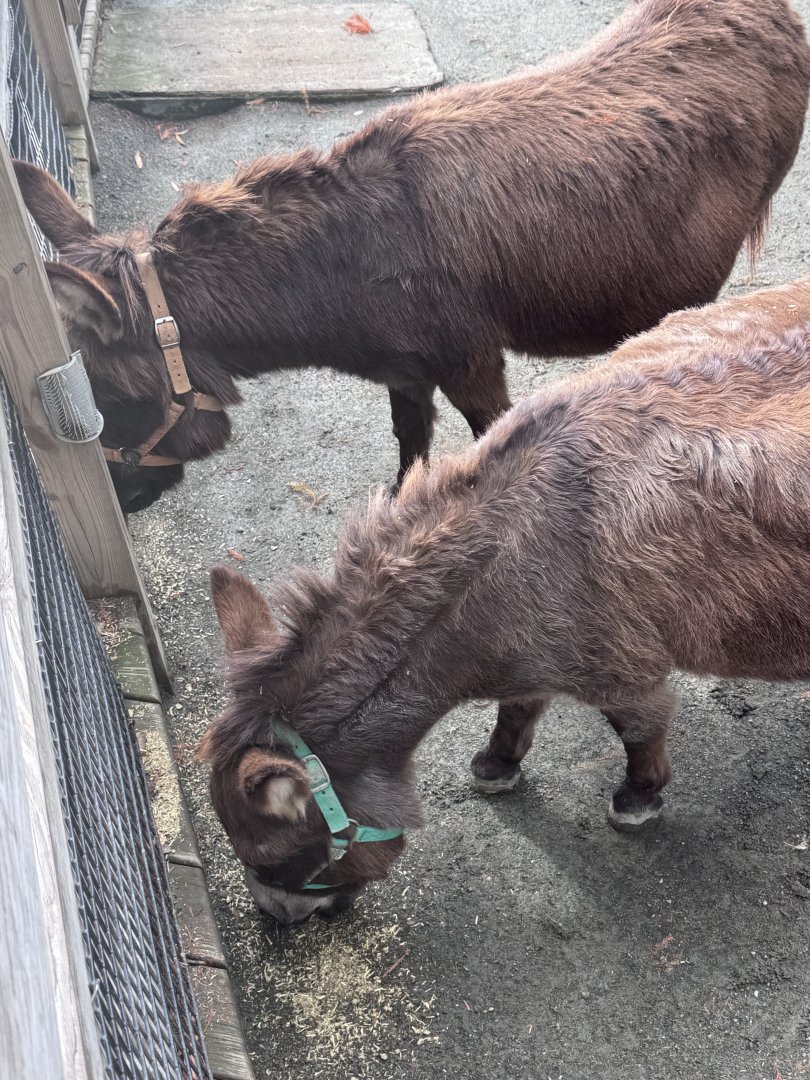 Kids Farm- Miniature donkey- Pat- Giuseppe
