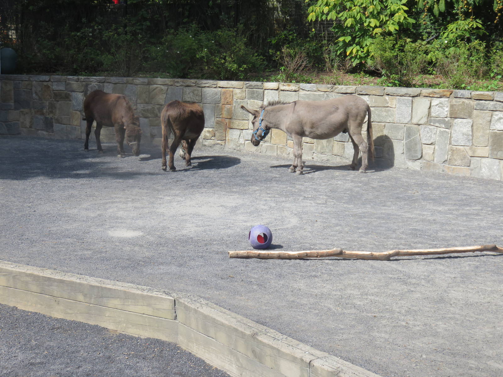Kids Farm - Miniature Donkey