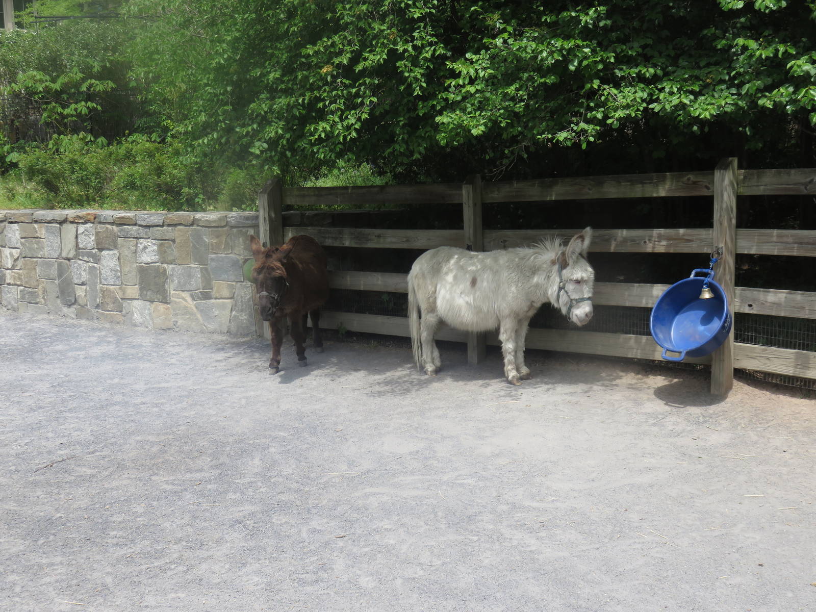 Kids Farm - Miniature Donkey