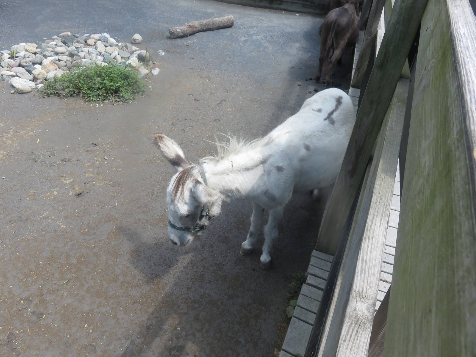 Kids Farm - Miniature Donkey
