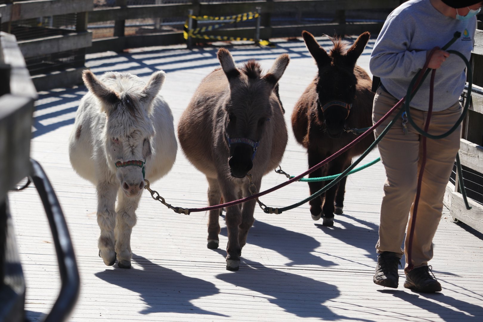 Kids Farm - Miniature Donkey