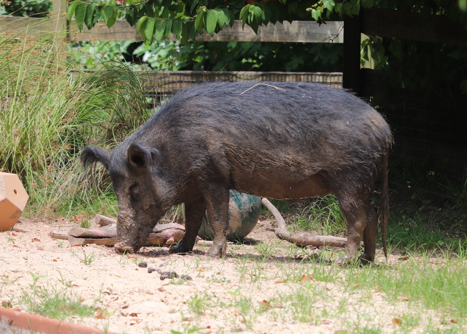 Kids Farm - Ossabaw Island Hog - Savannah