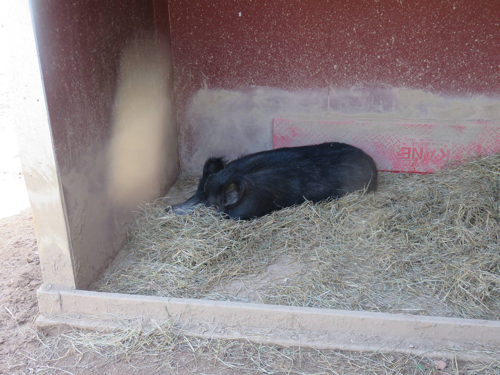 Kids Farm - Ossabaw Island Hog