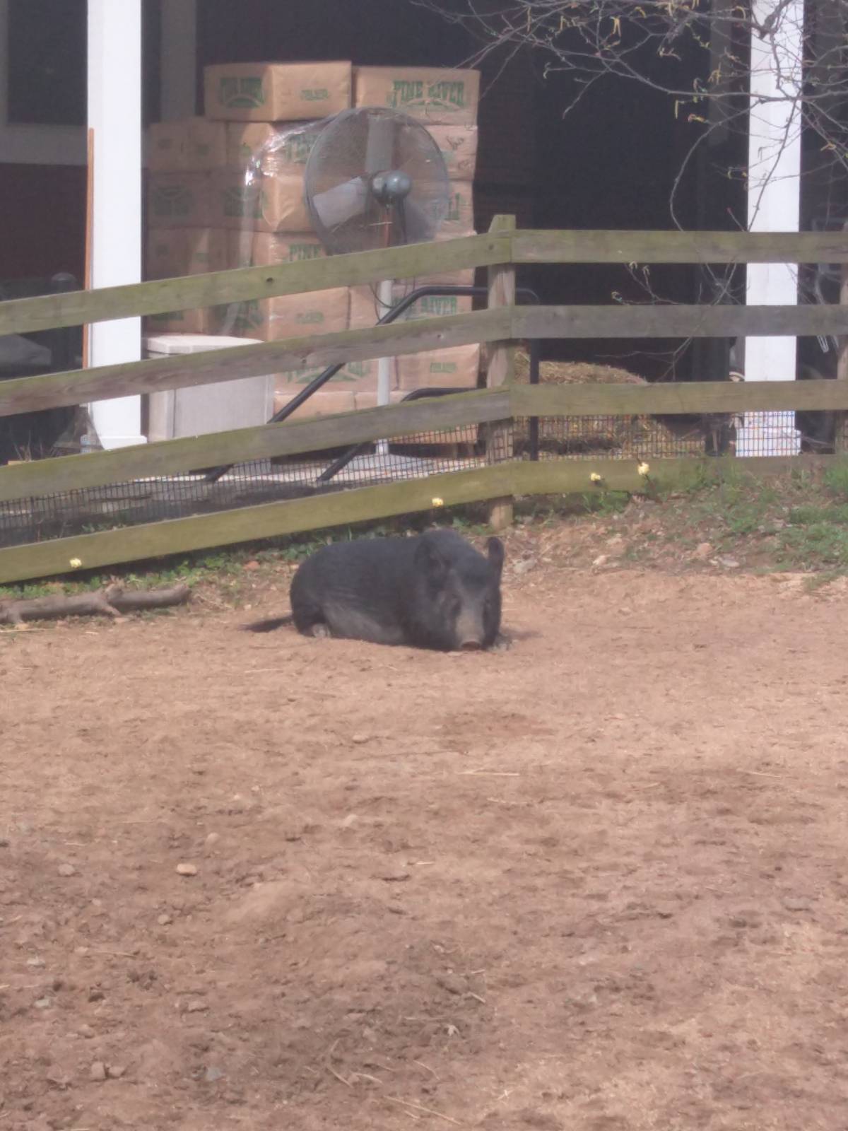 Kids Farm - Ossabaw Island hog