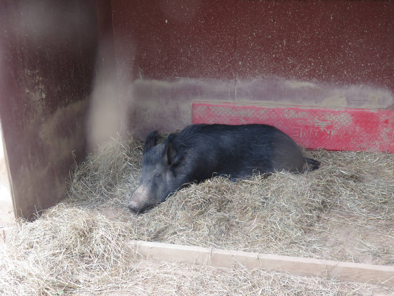 Kids Farm - Ossabaw Island Hog