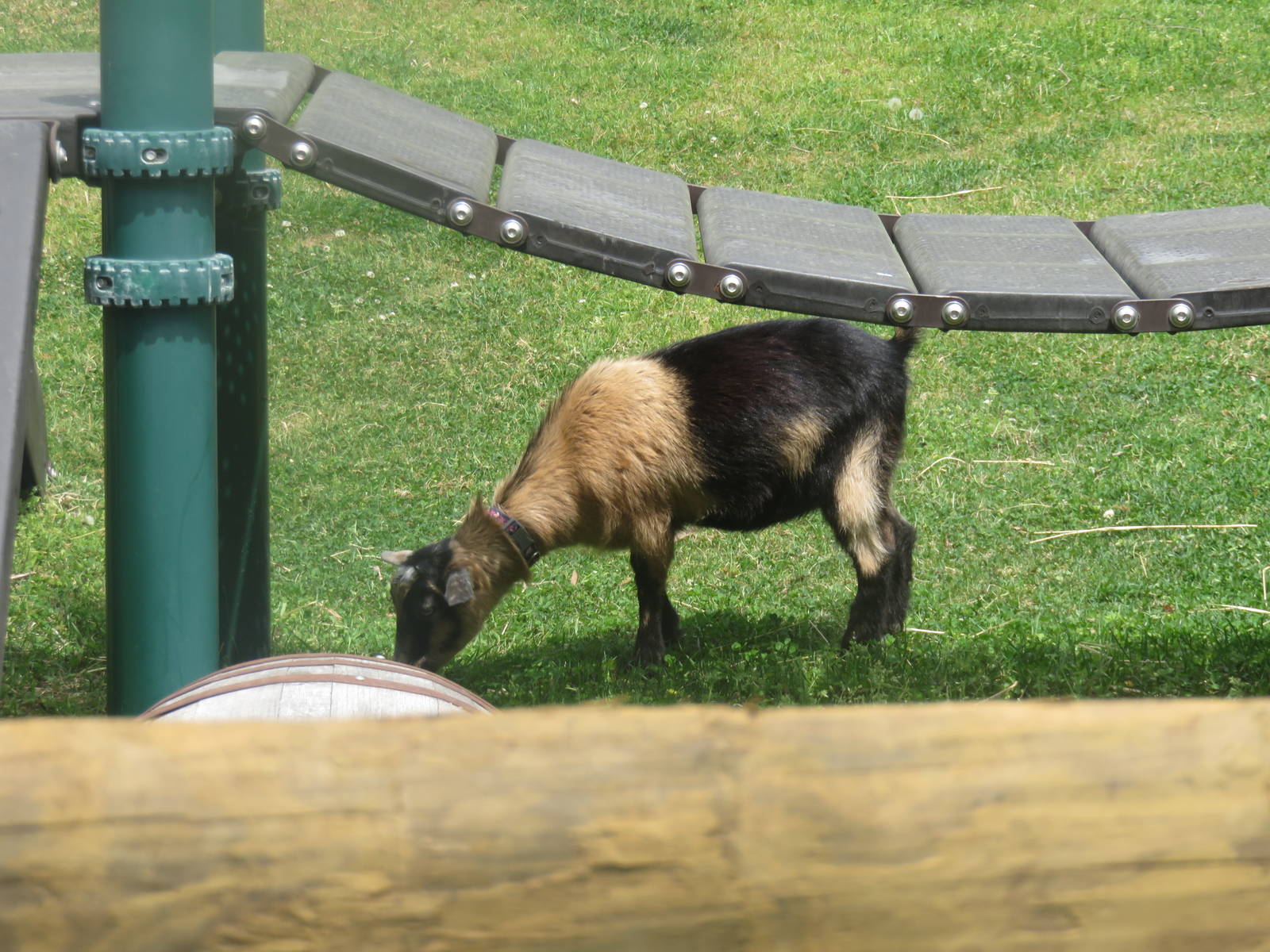 Kids Farm - San CLemente Island Goat