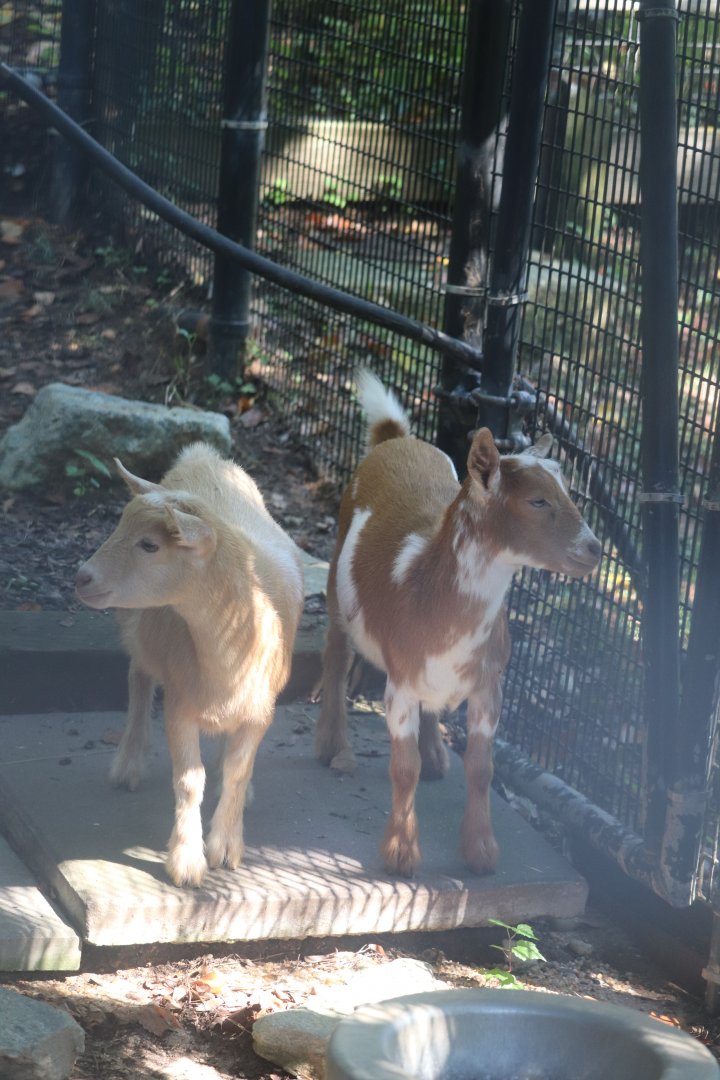 Kids Farms - Domestic Goat - Wilma & Betty