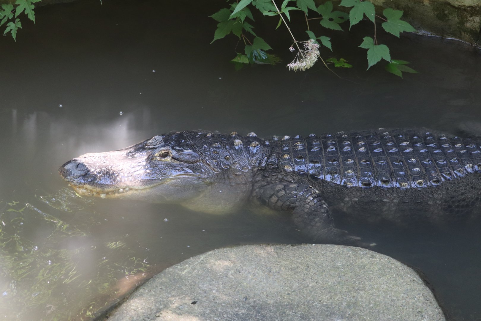 Kids Kingdom - American Alligator