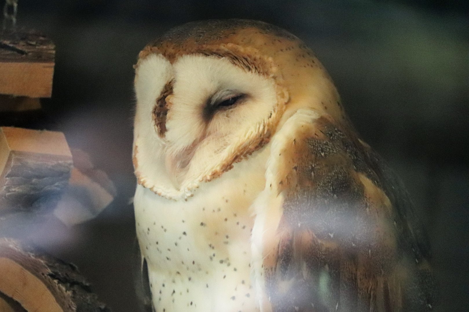 Kids Kingdom - Barn Owl