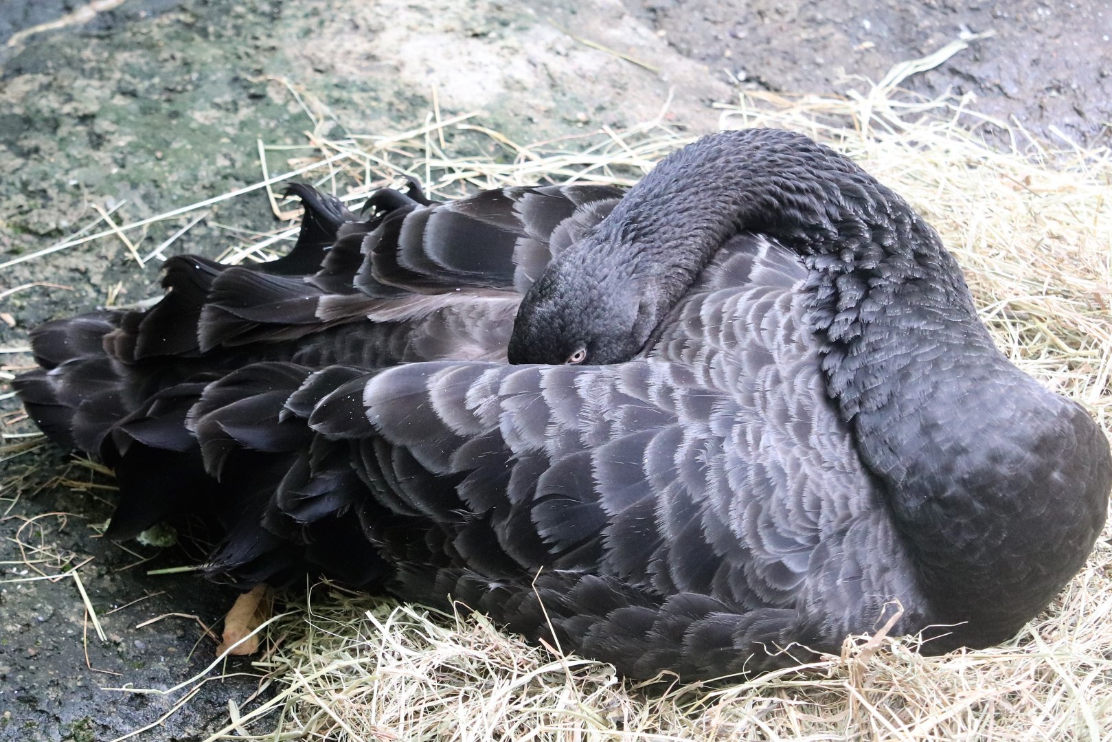 Kids Kingdom - Black Swan