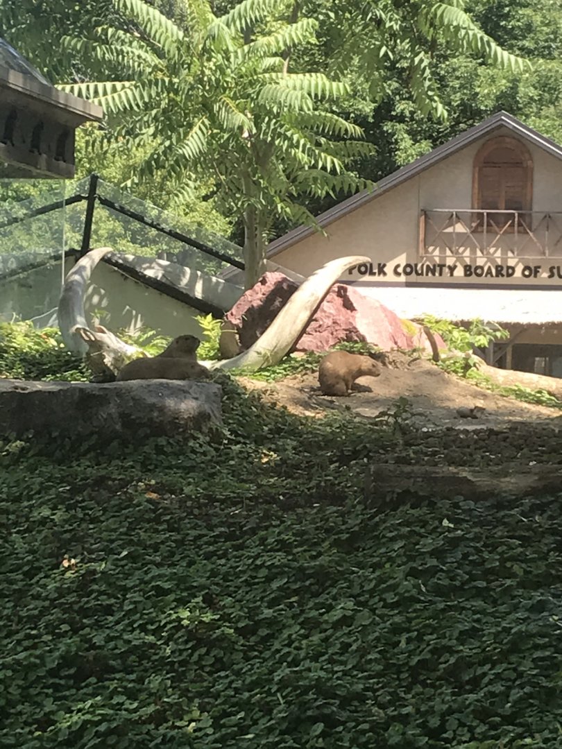 Kids kingdom black tailed prairie dog exhibit