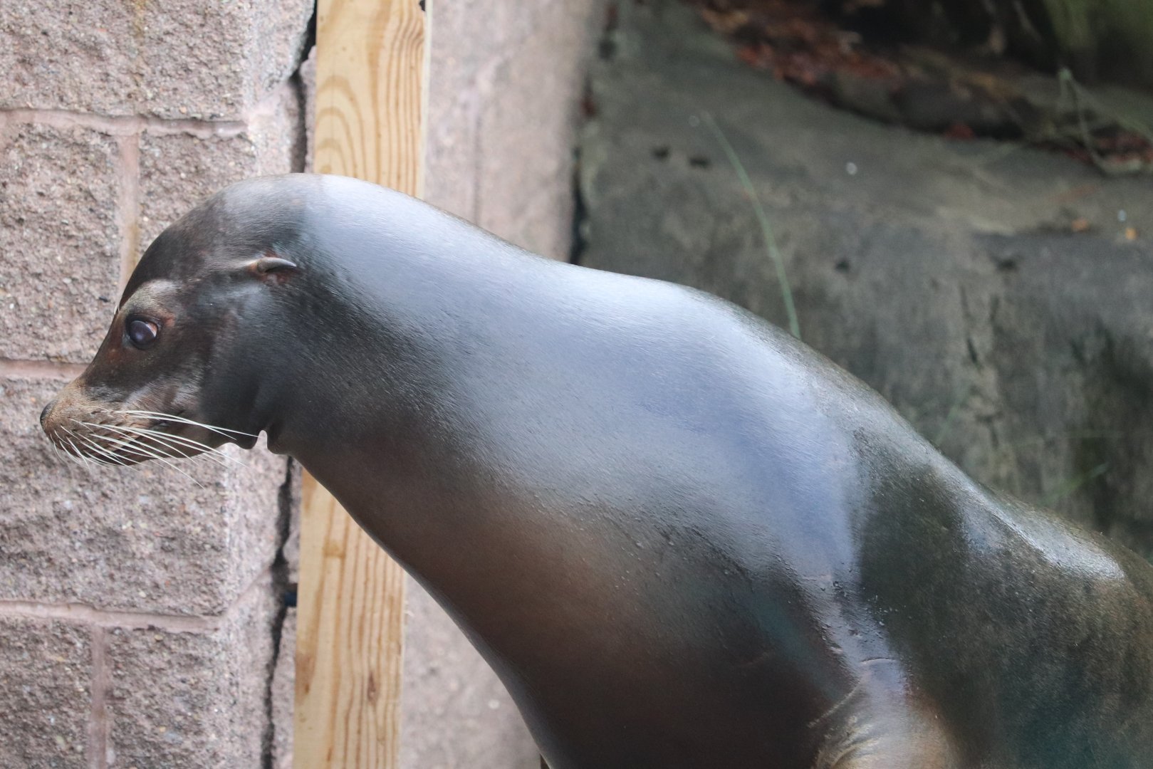 Kids Kingdom - California Sea Lion - Maggie