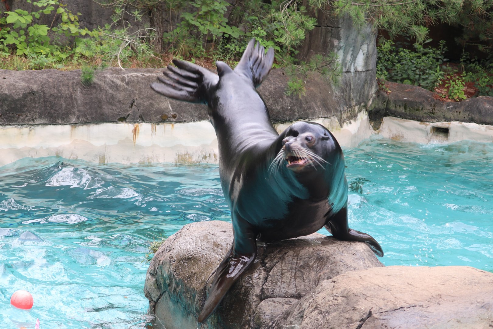 Kids Kingdom - California Sea Lion