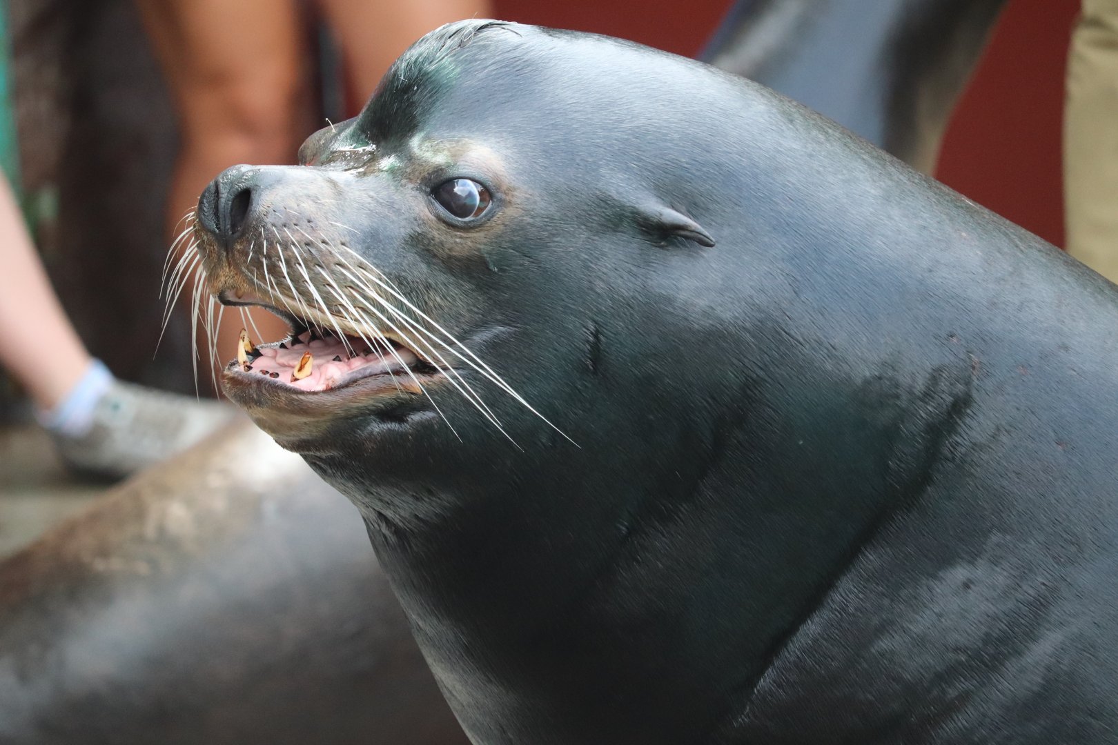 Kids Kingdom - California Sea Lion