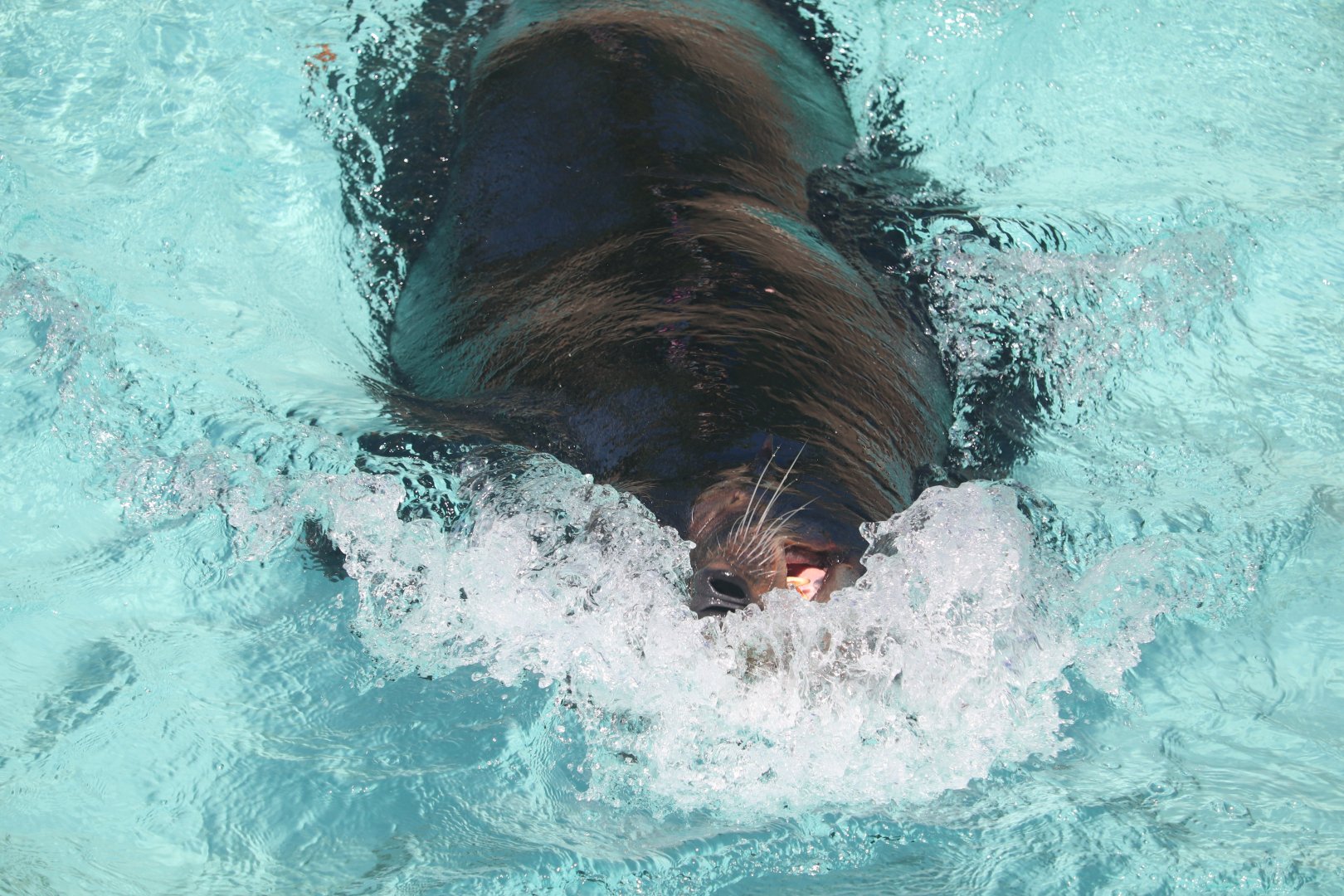 Kids Kingdom - California Sea Lion