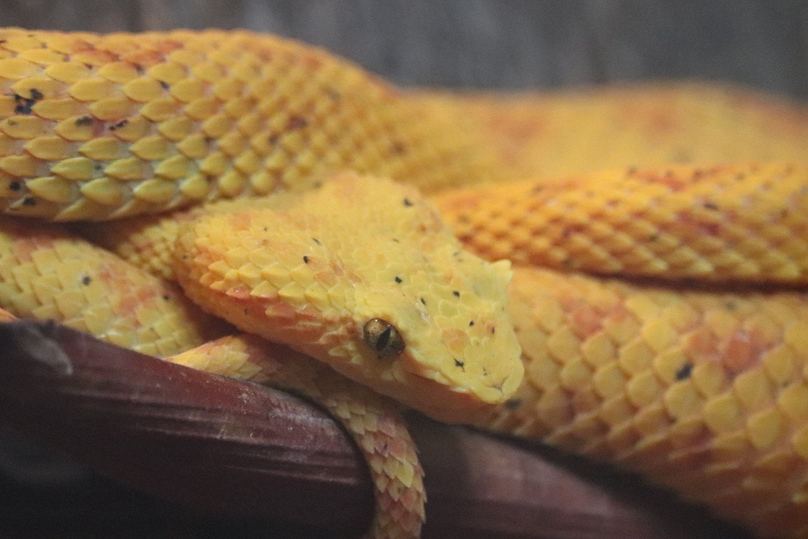 Kids Kingdom - Eyelash Viper