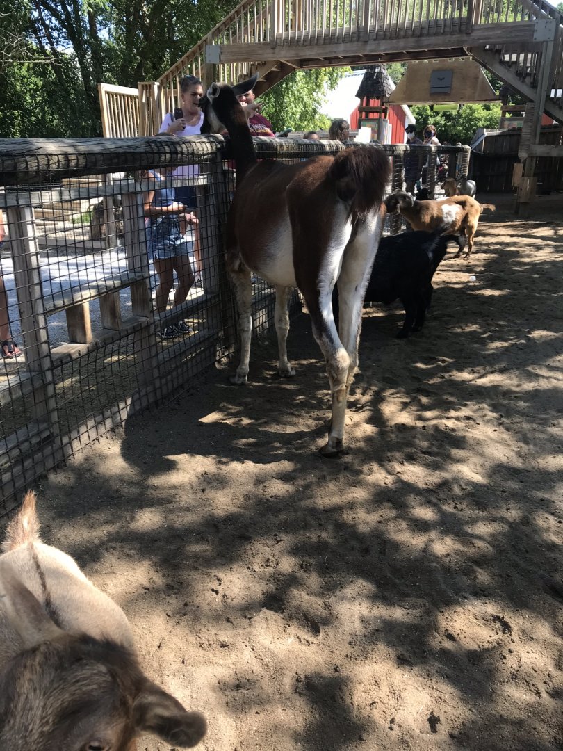Kids kingdom Llama exhibit