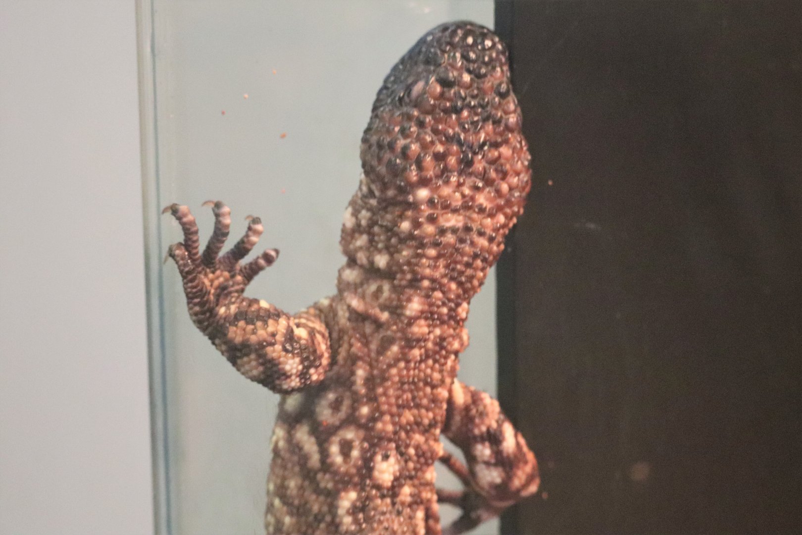 Kids Kingdom - Mexican Beaded Lizard