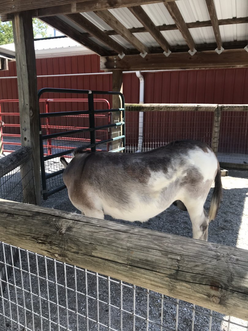 Kids kingdom miniature donkey