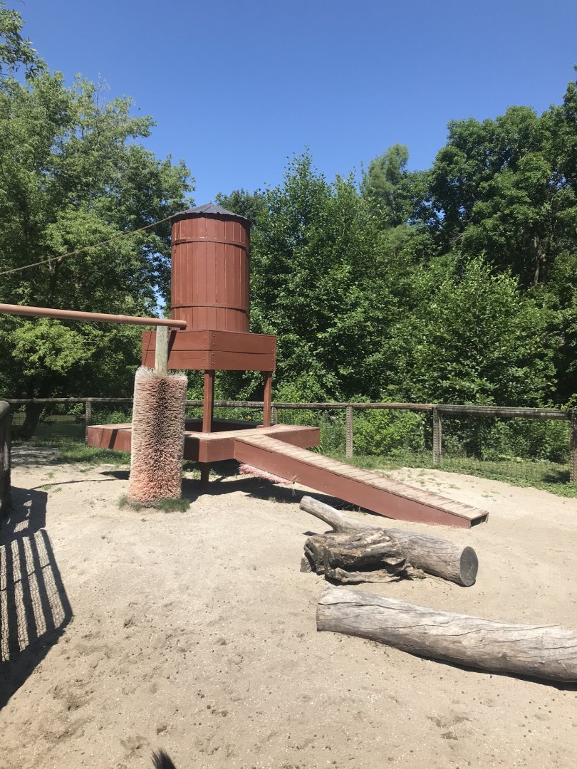Kids kingdom Nigerian dwarf goat exhibit